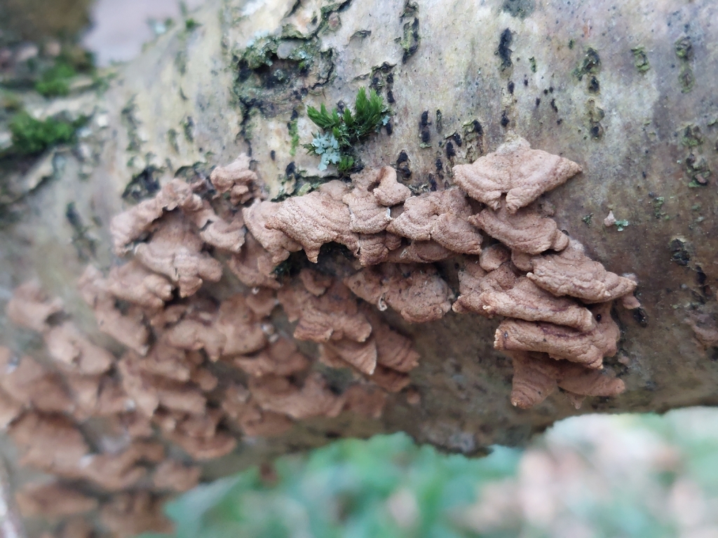 Plicatura crispa · March 2026 · photo: © westerbraenature (iNaturalist, cc0)