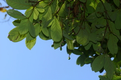 Alseodaphne semecarpifolia