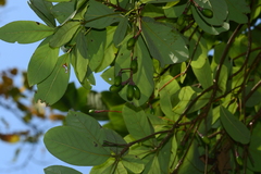 Alseodaphne semecarpifolia
