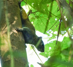 Callosciurus pygerythrus