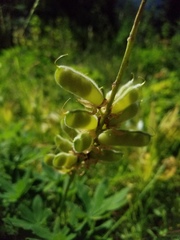 Lupinus arbustus