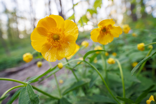 Kashubian Buttercups