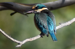 Todiramphus sanctus sanctus