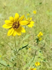 Helianthus exilis