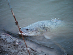Murray Cod photo 2
