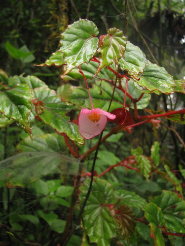 Begonia merrittii, 2010-08-26