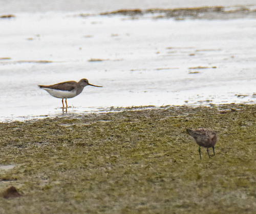 Terek Sandpiper (Xenus cinereus), photo 9