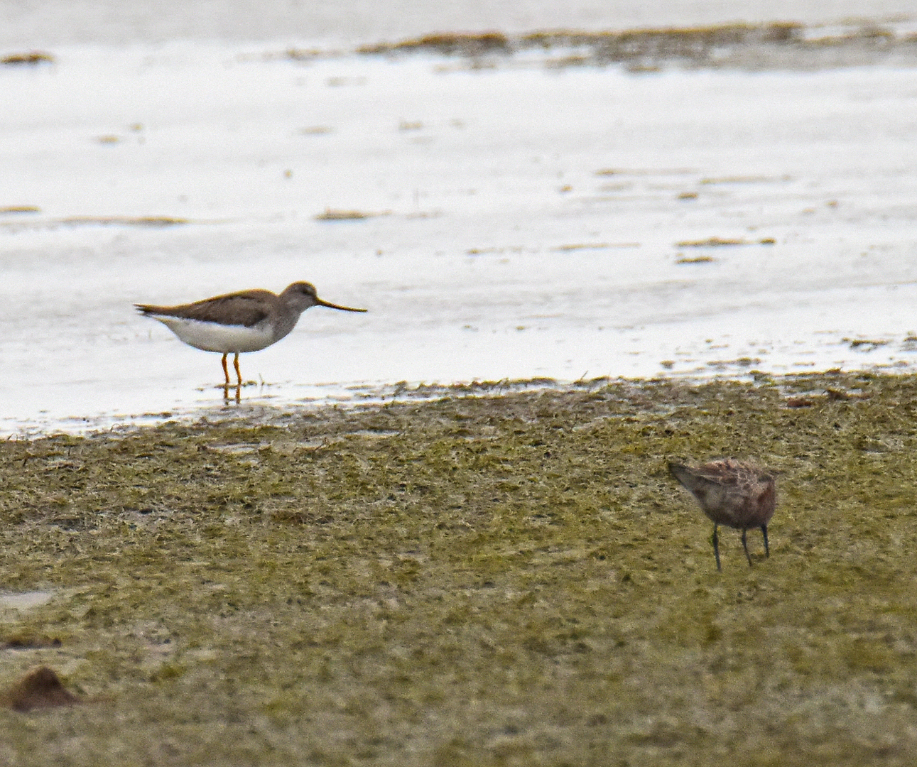 Terek Sandpiper (Xenus cinereus), photo 10