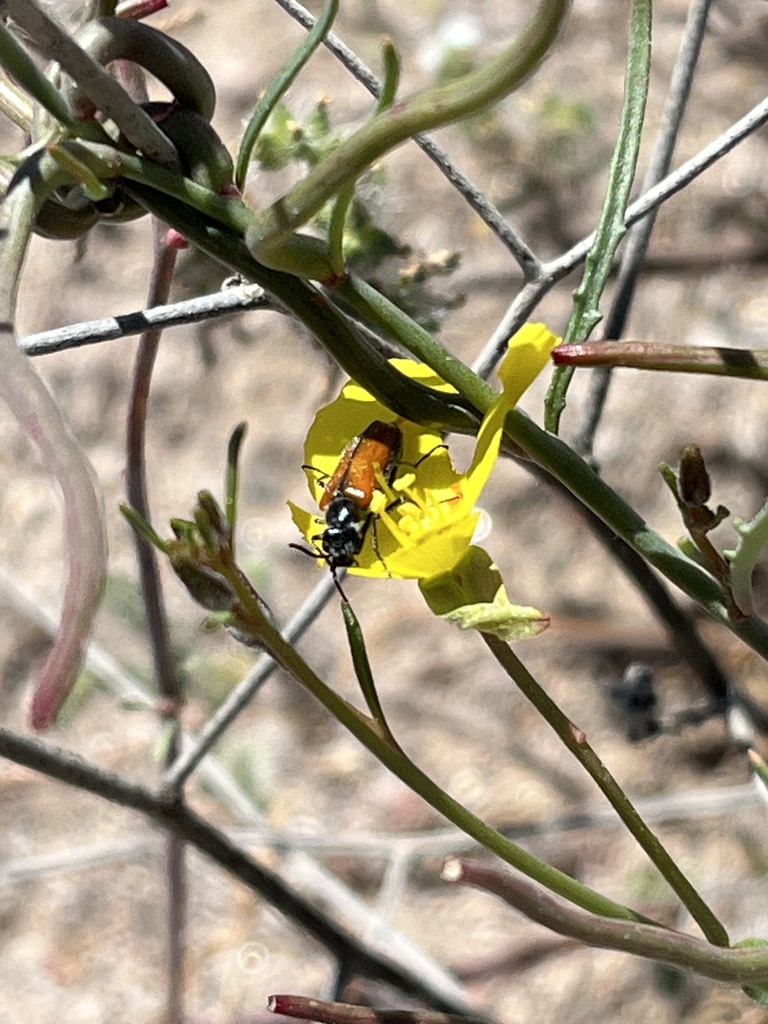 Eupompha decolorata