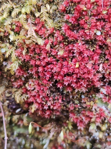 Pale Thread-moss (Ptychostomum pallens)