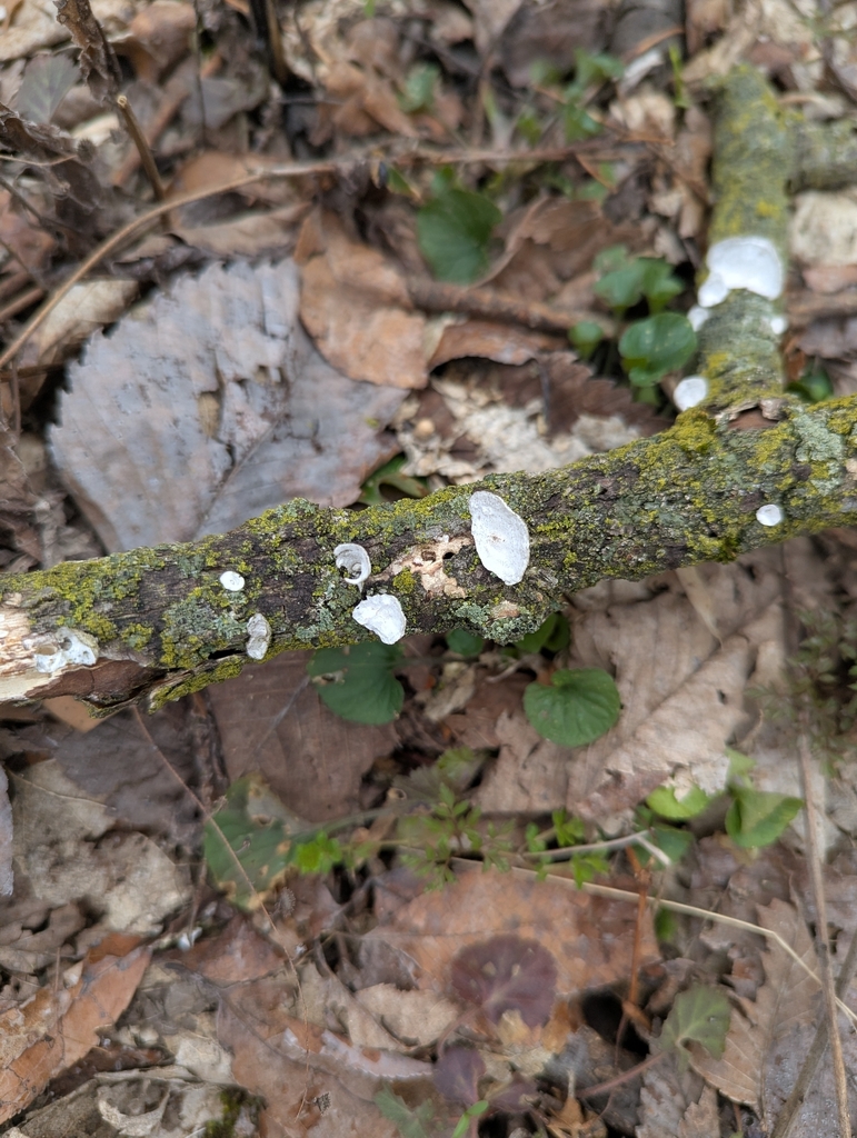 Trametes conchifer · March 2026 · photo: © ronda10367 (iNaturalist, cc0)