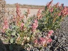 Rumex vesicarius