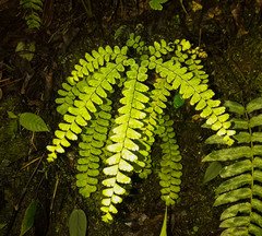 Adiantum patens