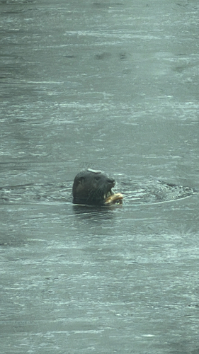 North American River Otter photographed in Connecticut