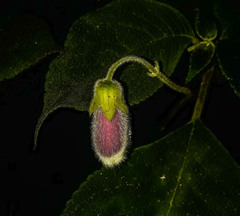 Kohleria affinis