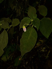 Kohleria affinis