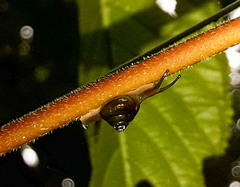Habroconus