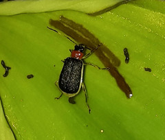 Paratriarius