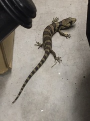 Cyclodomorphus gerrardii