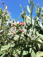 Opuntia dejecta