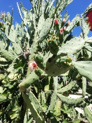Opuntia dejecta