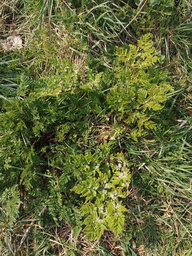 Anise (Myrrhis odorata)