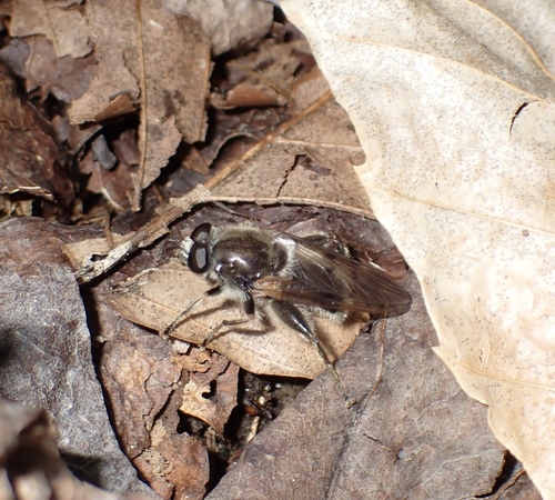 Unknown species found near Floyd County, VA, USA