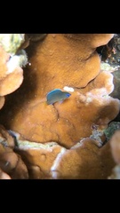 Plectroglyphidodon johnstonianus