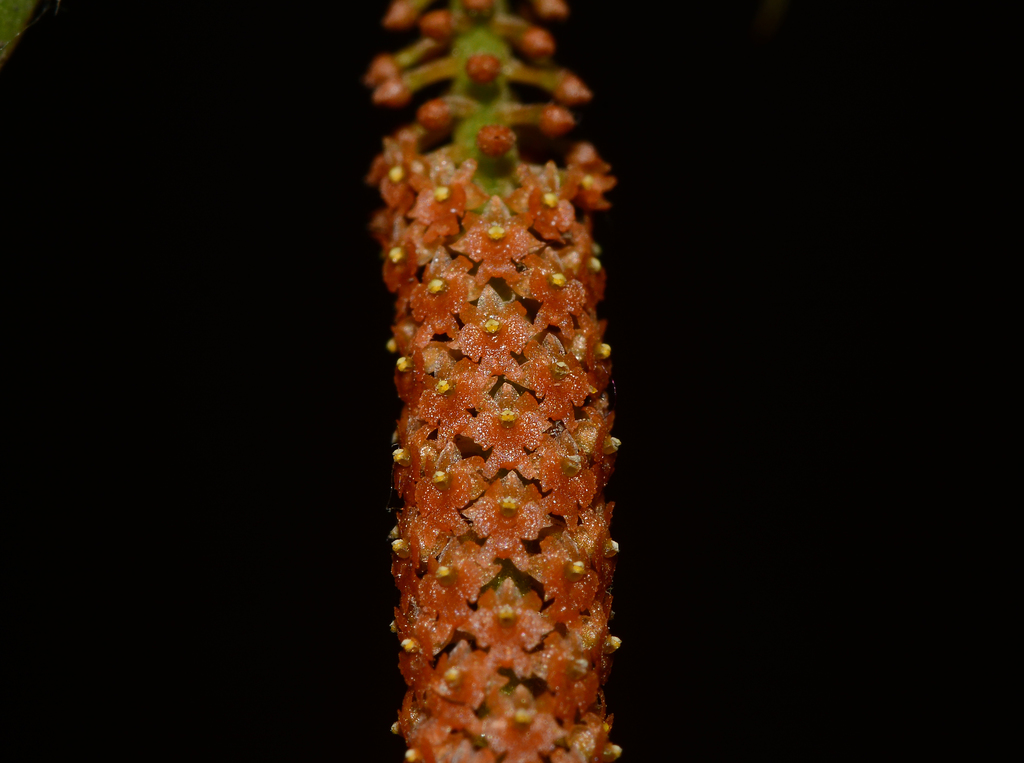 Oberonia recurva