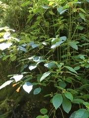 Solenophora calycosa