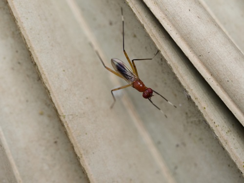 Unknown species found near Christmas, FL 32709, USA