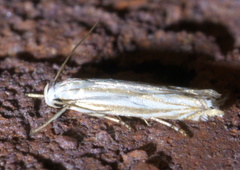 Polyhymno luteostrigella