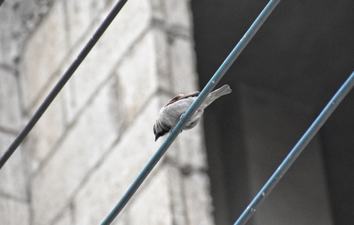 House Sparrow