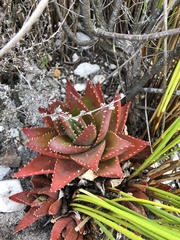 Aloe brevifolia