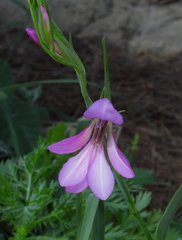 Gladiolus italicus