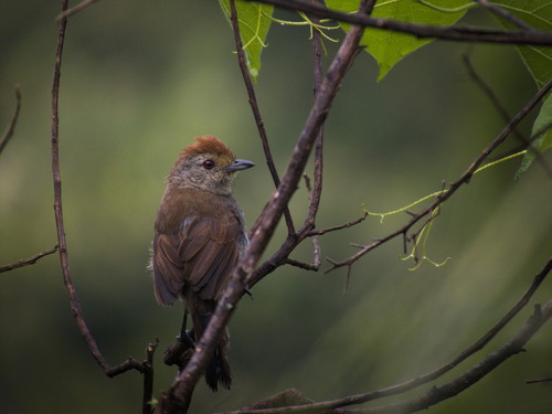 Rufous-capped Antshrike (Thamnophilus ruficapillus)