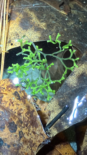 Floating Crystalwort (Riccia fluitans)
