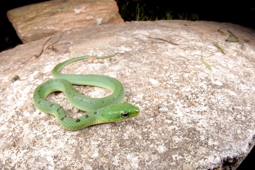 Chinese Green Snake