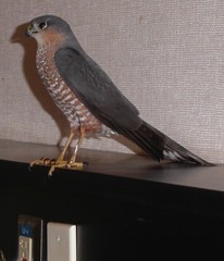 Accipiter striatus