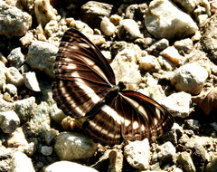 Neptis clinia susruta