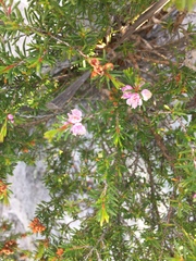 Hypocalymma strictum