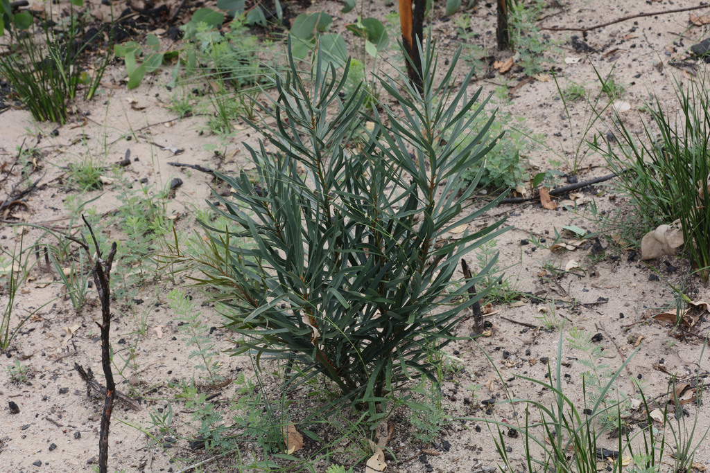 Macrozamia plurinervia