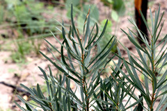 Macrozamia plurinervia