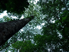 Dipterocarpaceae