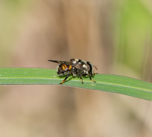 Unknown species found near Corp Woods Nature Sanctuary, Galveston, TX, USA