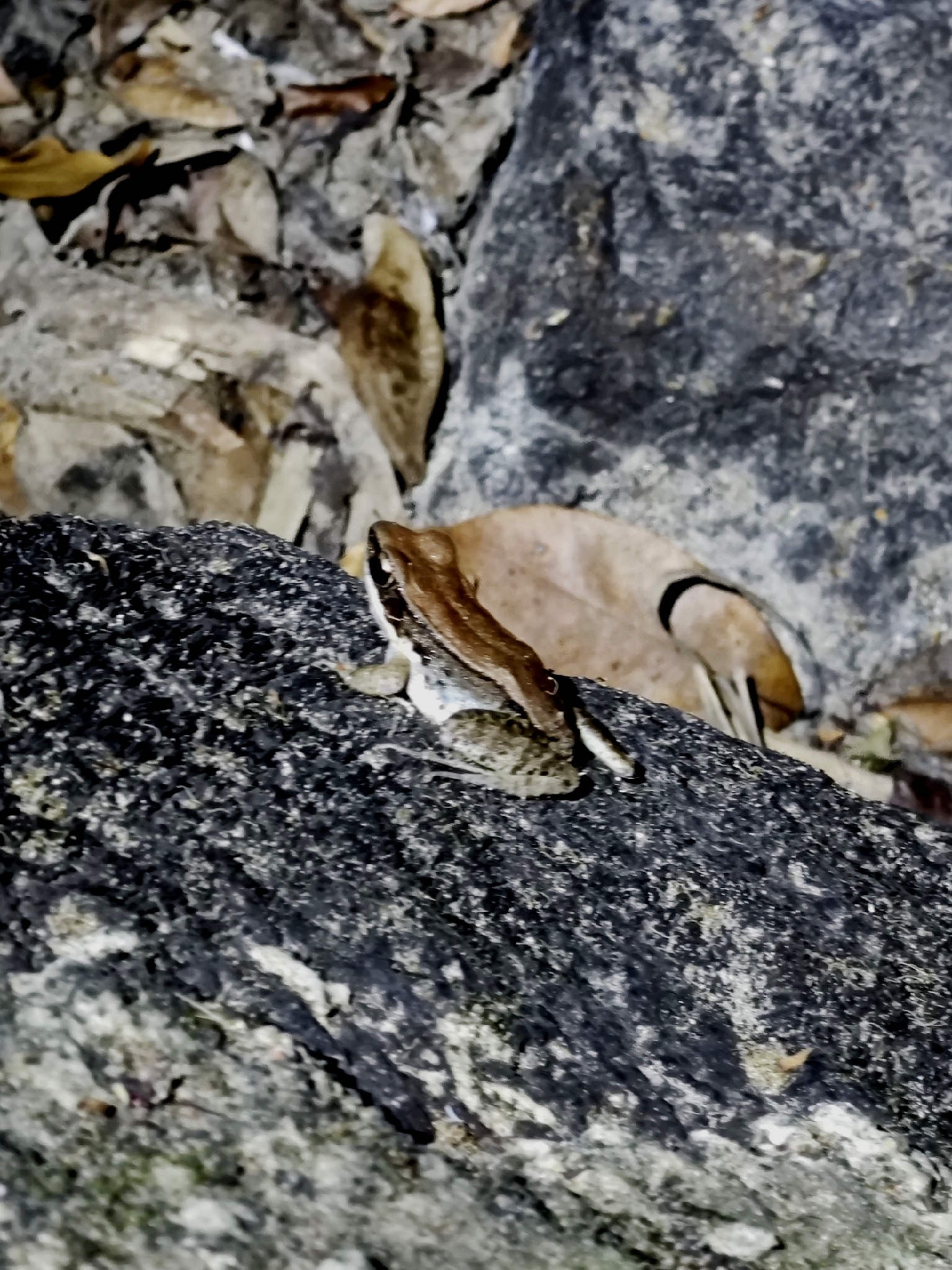 Hylarana montana
