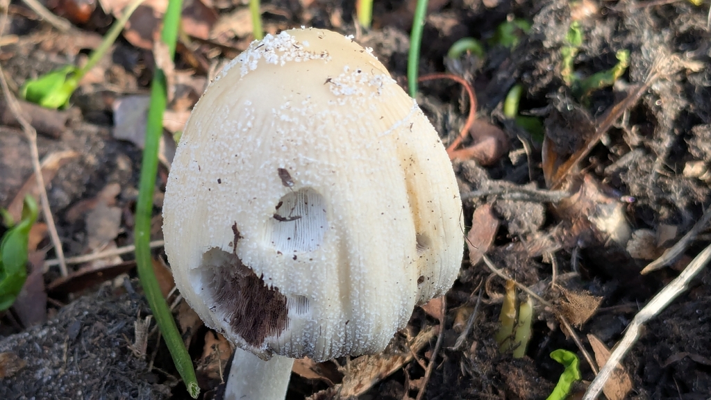 Domestici · March 2026 · photo: © susanna33hello (iNaturalist, cc-by)