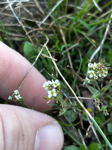 short-fruited draba (Abdra brachycarpa)