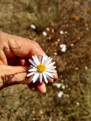 Symphyotrichum moranense