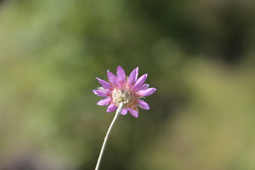 Immortelle (Xeranthemum annuum)